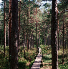 a treeplank in the forest you can walk on